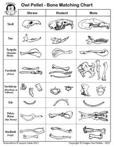 Dissecting Owl Pellets Bone Chart