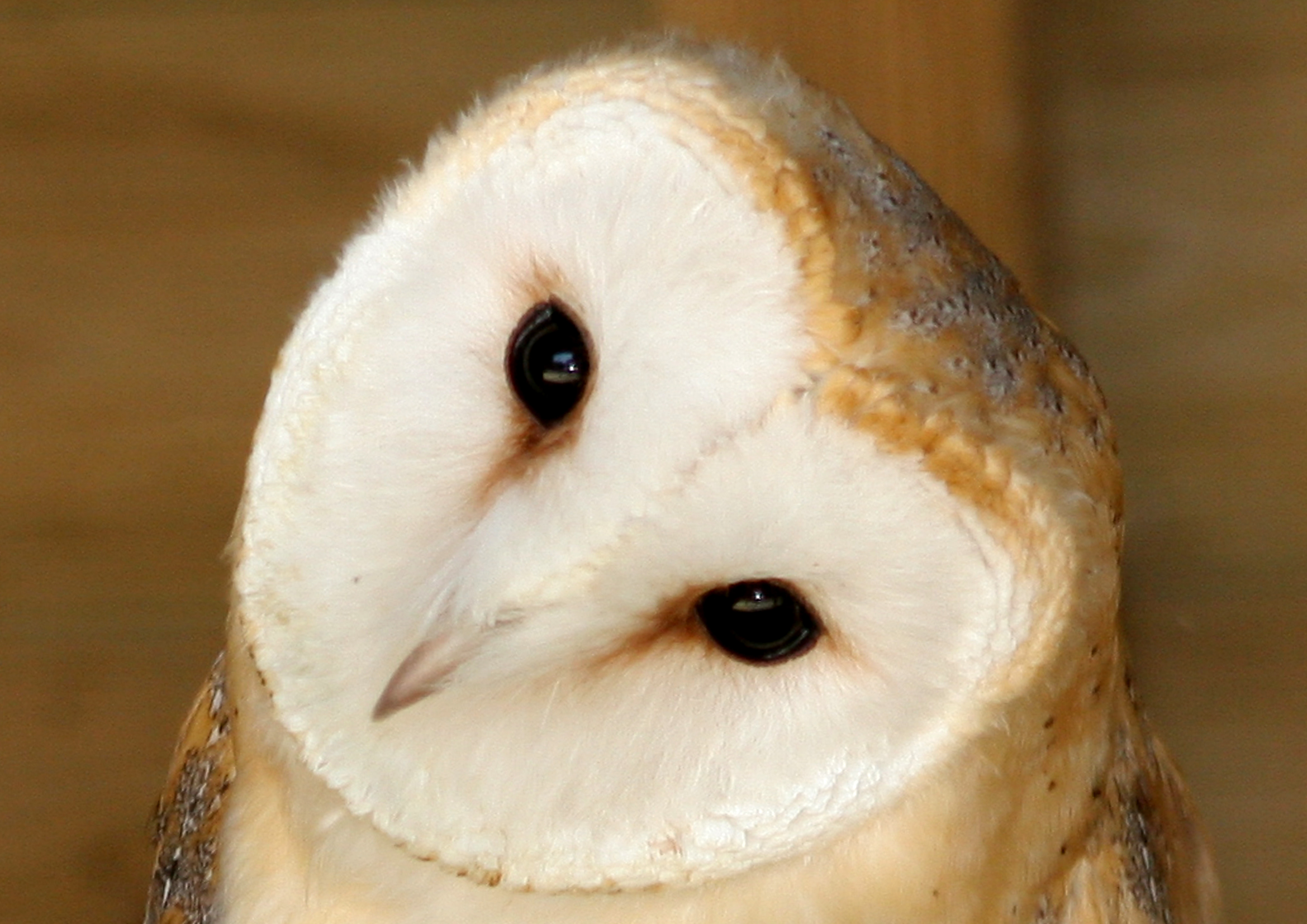 Barn Owl Head Shot. Photo by Freeimages.com Artist Bugdog.