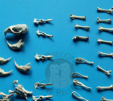 Example of bones found in Oregon Owl Pellets.