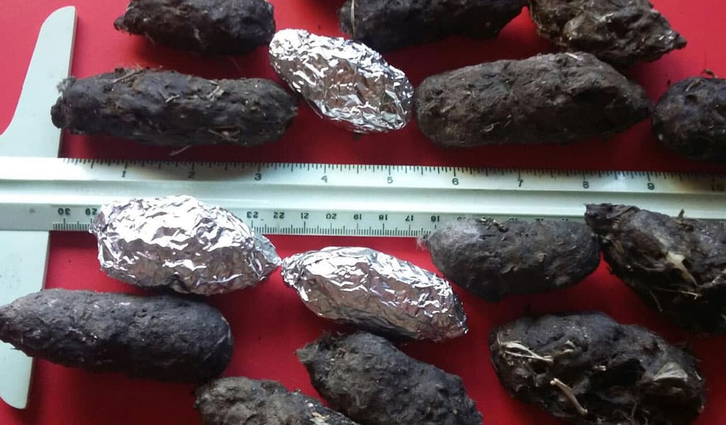 Collection of Large Owl Pellets next to a ruler, purchase from Oregon Owl Pellets.