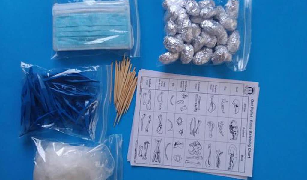 Owl Pellet Dissection Kits. Including Owl Pellets, gloves, tweezers, masks, toothpicks, and bone chart.