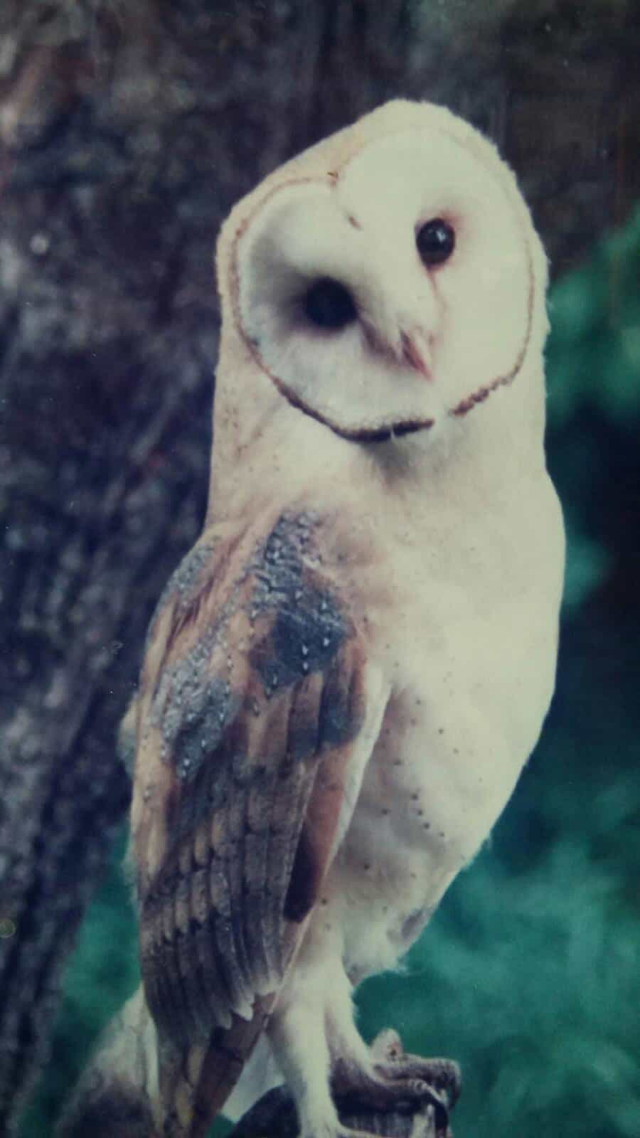 barn-owl-on-fence