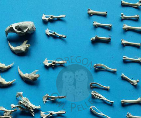 oregon-owl-pellet-bone-collection-organized